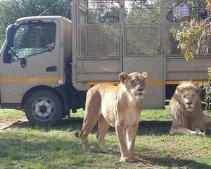Lion Park Tour